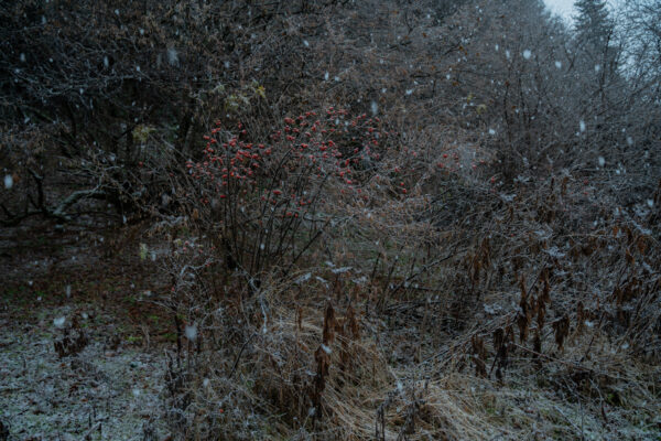  - Image 5 of 8