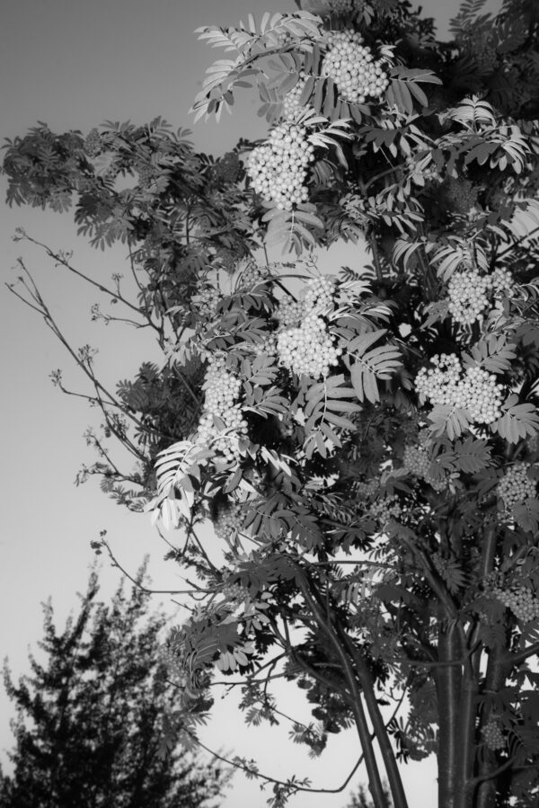  - Image 2 of 7