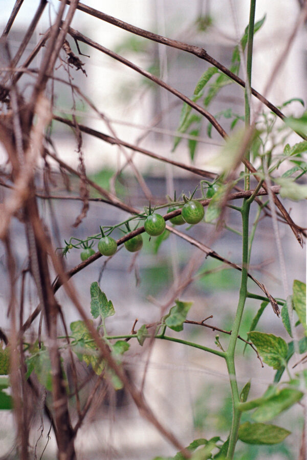  - Image 7 of 8